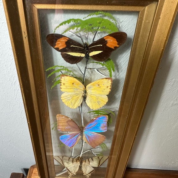 Framed Butterfly Shadowbox - Yellow, Blue, Brown Accents - Picture 4 of 9